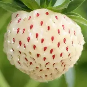 Земляника Пайнберри